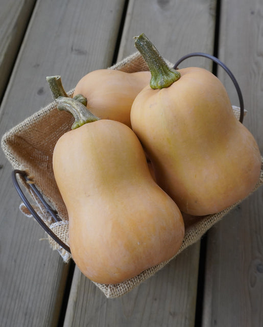 Organic Squash Butterbaby - West Coast Seeds
