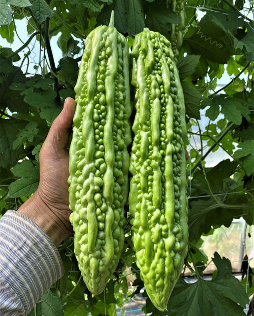 Squash Bitter Melon Green Pearl - West Coast Seeds