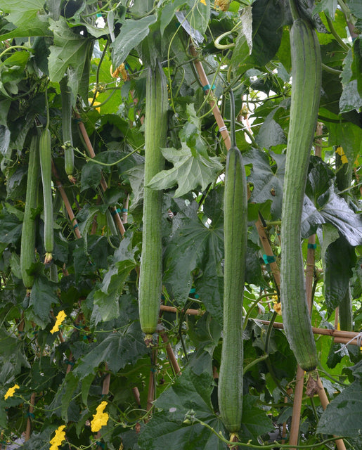 Squash Emerald Luffa - West Coast Seeds