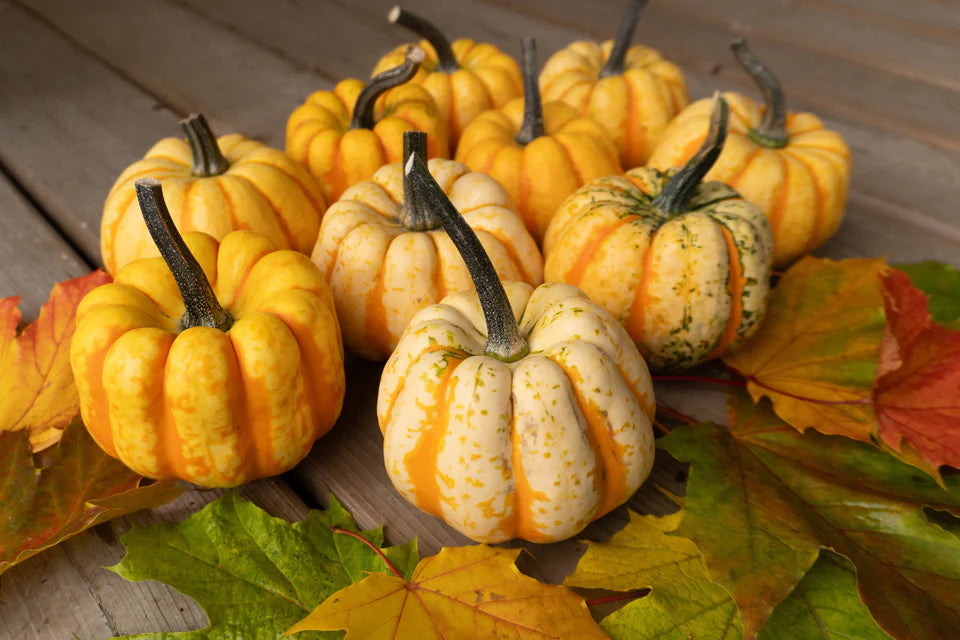 Squash Thriller - West Coast Seeds