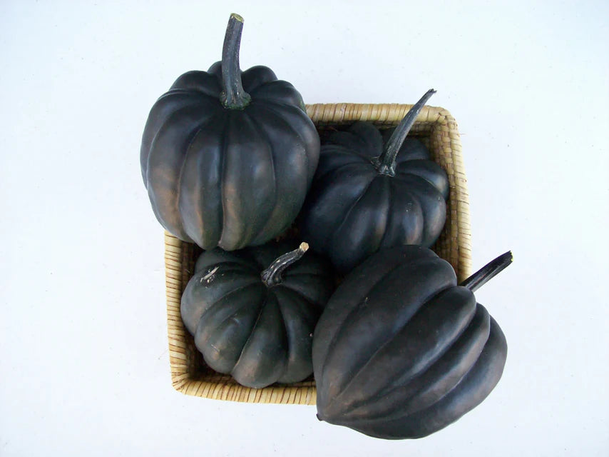 Squash Black Bellota - West Coast Seeds