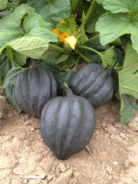 Squash Black Bellota - West Coast Seeds