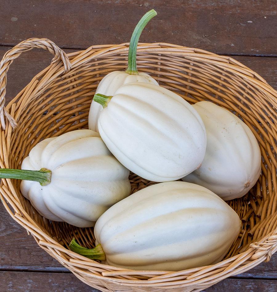 Squash Mashed Potatoes - West Coast Seeds