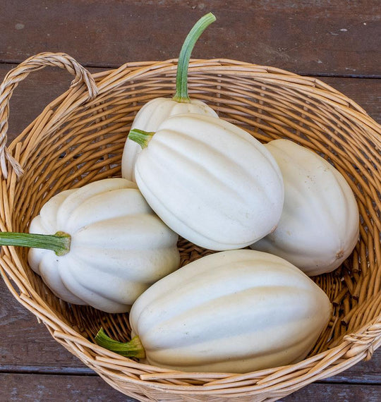 Squash Mashed Potatoes - West Coast Seeds