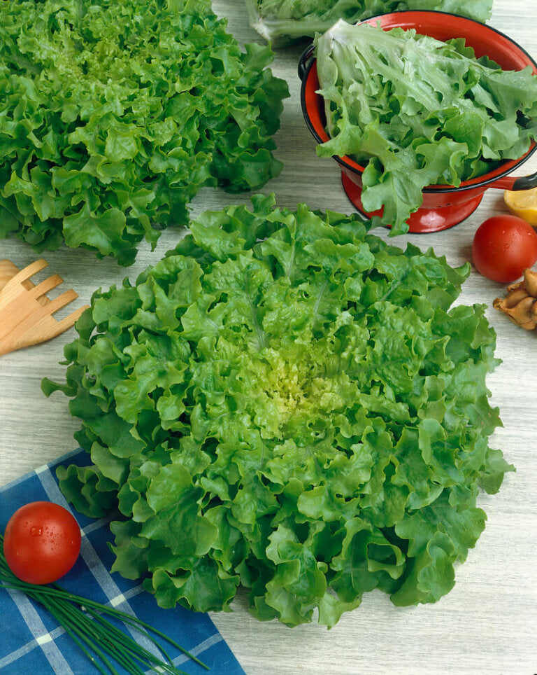 Lettuce Salad Collection Jumbo - Ontario Seed Company
