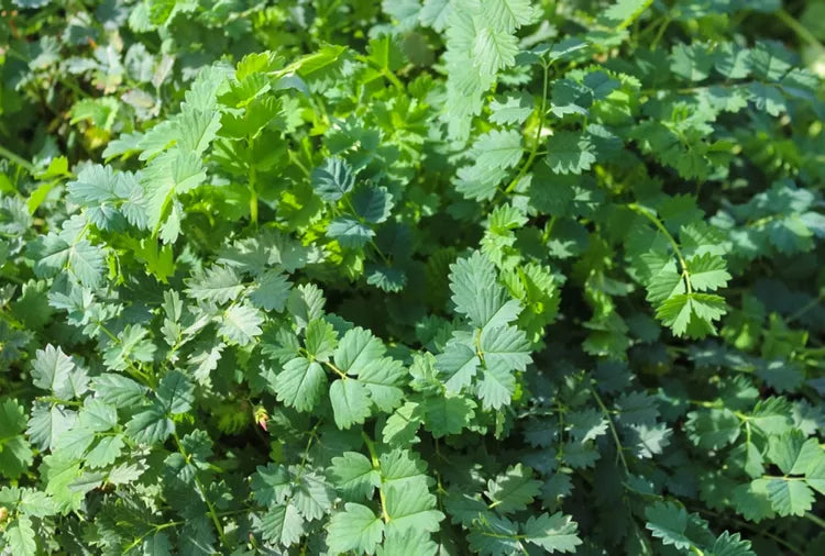 Salad Burnet - Eagleridge Seeds