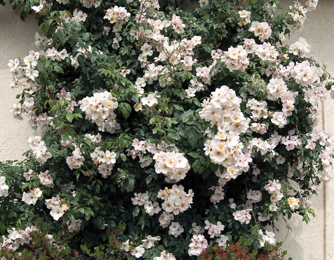 Sally Holmes - Star Roses and Plants