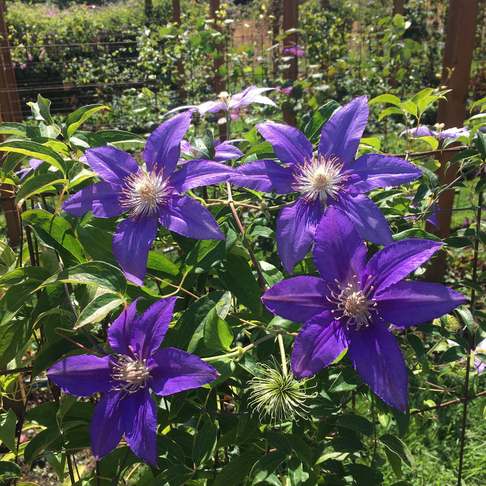Clematis Sally Cadge