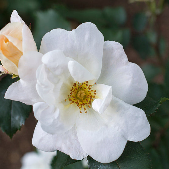 Sally Holmes - Star Roses and Plants