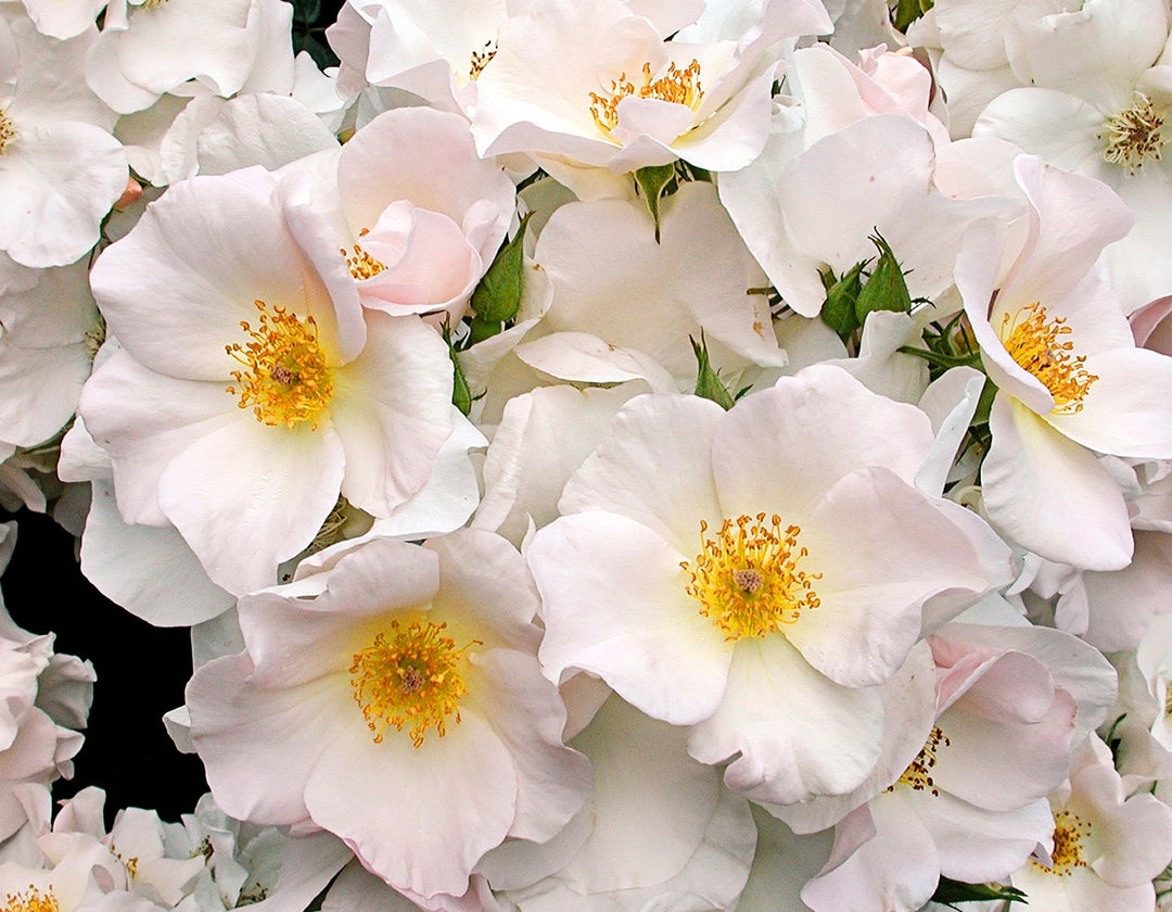 Sally Holmes - Star Roses and Plants