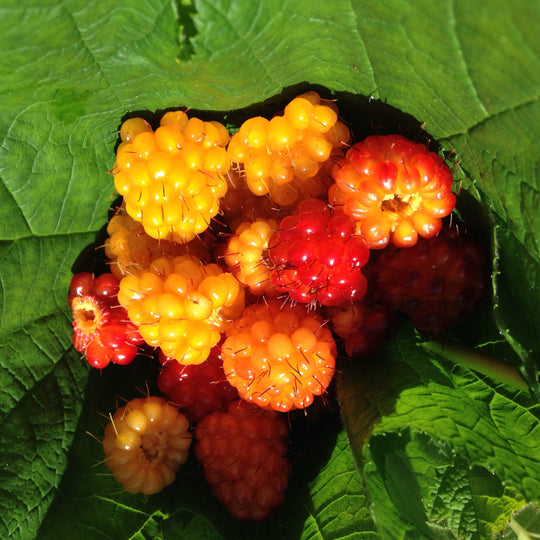 Organic Native SalmonBerry - Metchosin Farm Seeds