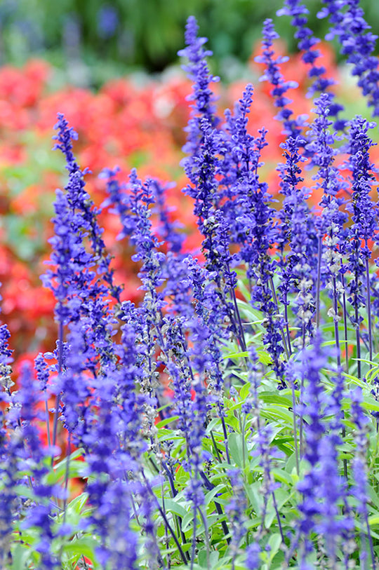 Salvia Nemorosa - Sensation Compact Deep Blue, 1 Pack