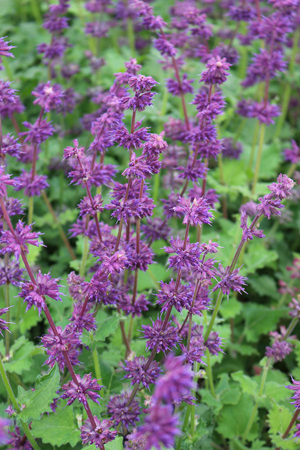Salvia Verticillata - Purple Rain, 1 Pack