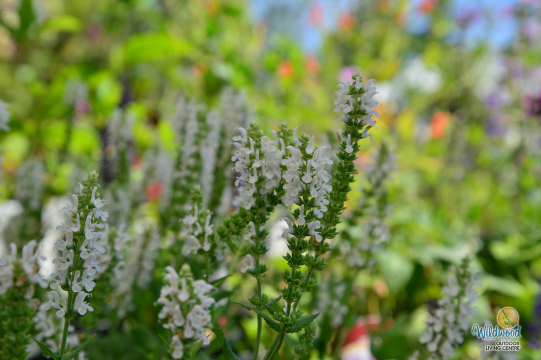 Salvia Nemerosa - Snow Hill, 1 Pack