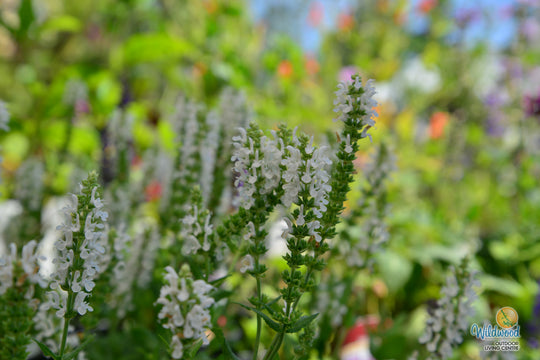 Salvia Nemerosa - Snow Hill, 1 Pack