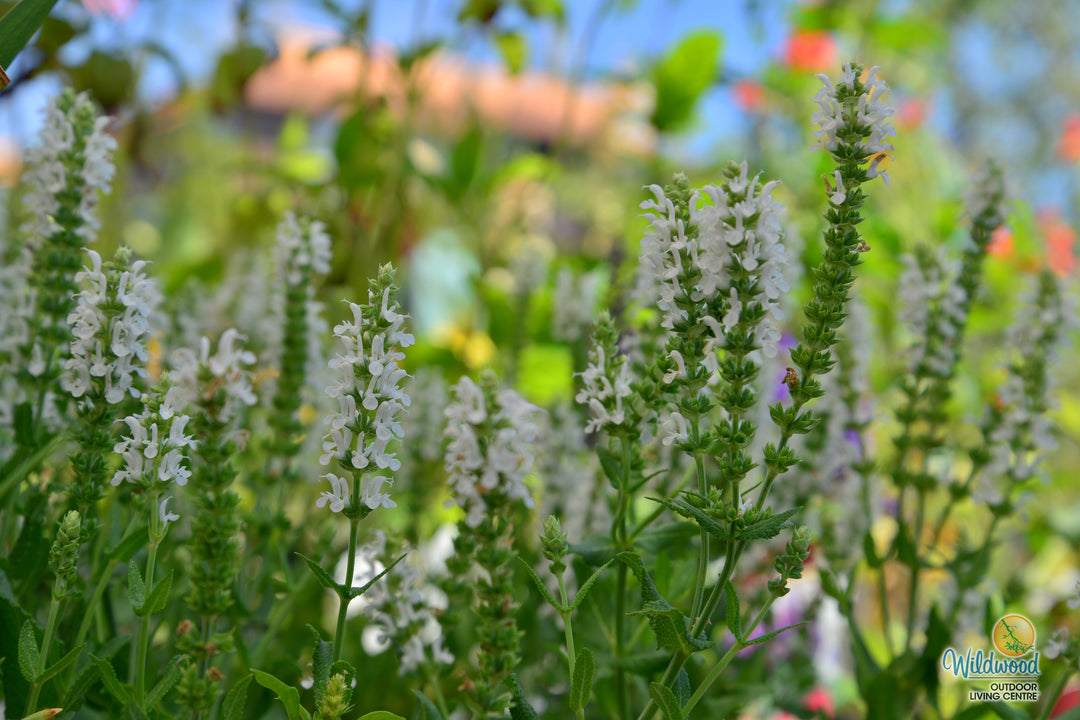 Salvia Nemerosa - Snow Hill, 1 Pack