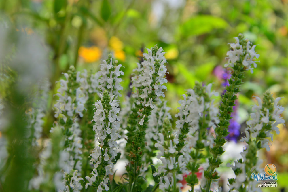 Salvia Nemerosa - Snow Hill, 1 Pack