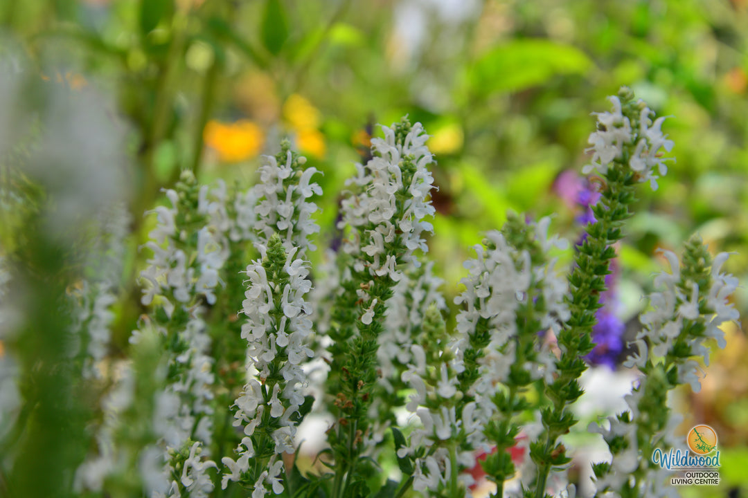 Salvia Nemerosa - Snow Hill, 1 Pack