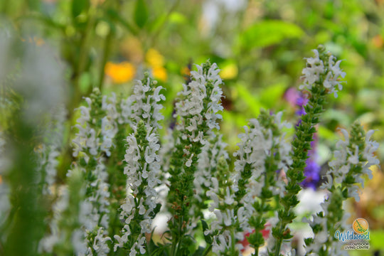 Salvia Nemerosa - Snow Hill, 1 Pack