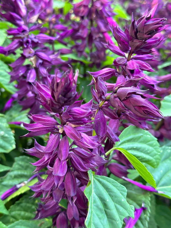 Salvia Estella Purple - Renee's Garden Seeds
