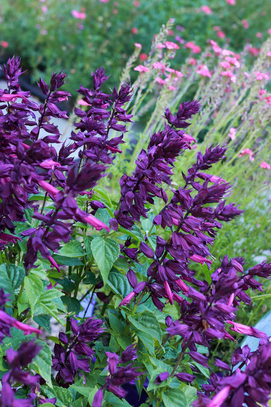 Salvia Estella Purple - Renee's Garden Seeds