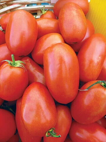 Tomato San Marzano International - Aimers Seeds