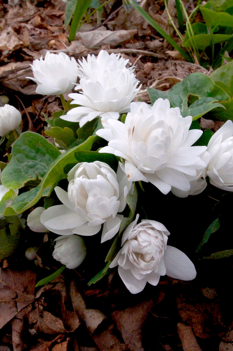 Sanguineria canadensis - Bloodroot, 1 Pack