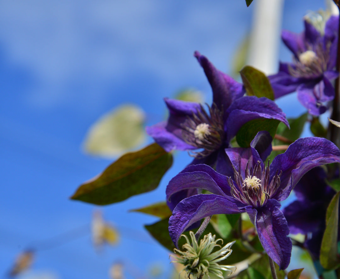Clematis Sapphire Indigo