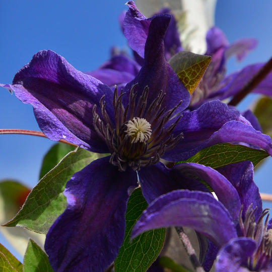 Clematis Sapphire Indigo
