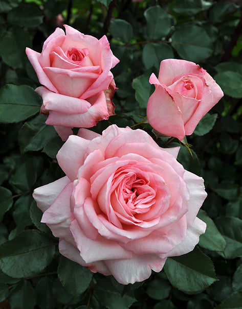 ROSE Sunbelt® Savannah™ - Kordes® Roses – Wildwood Outdoor Living