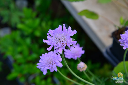 Scabiosa - Butterfly Blue, 1 Pack