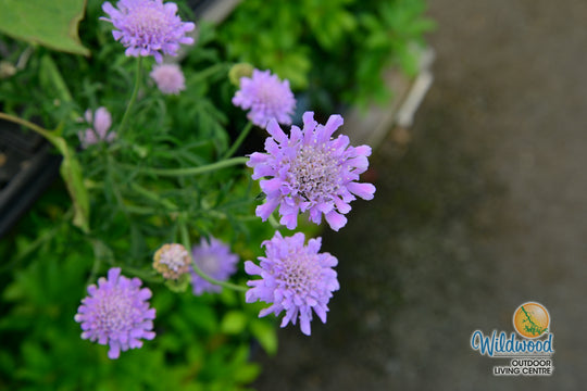 Scabiosa - Butterfly Blue, 1 Pack