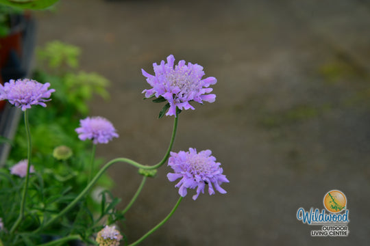 Scabiosa - Butterfly Blue, 1 Pack