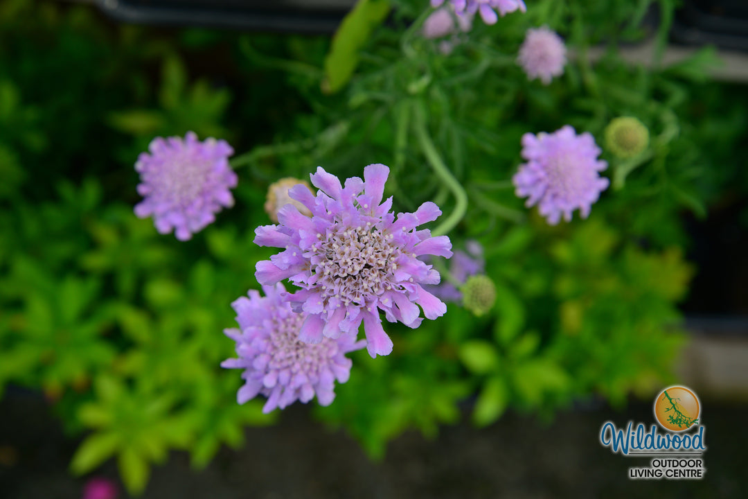 Scabiosa - Butterfly Blue, 1 Pack