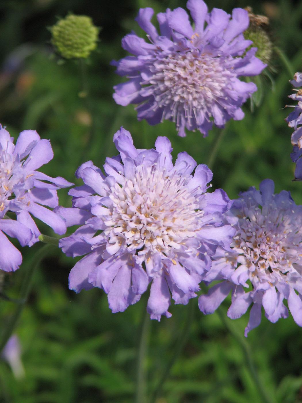 Scabiosa - Butterfly Blue, 1 Pack