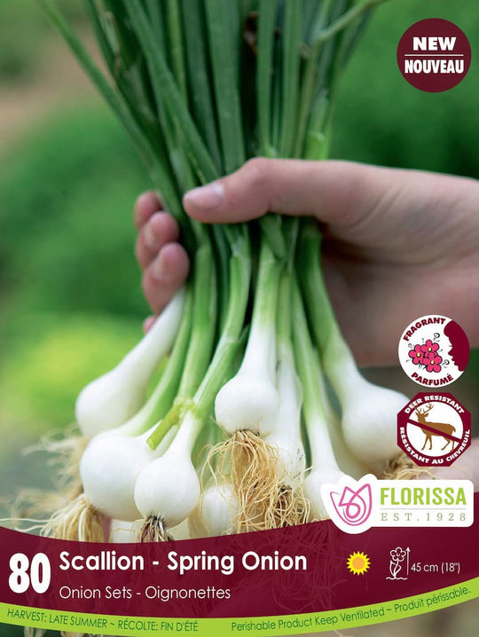Scallions - Spring Onion Sets, 80 Pack