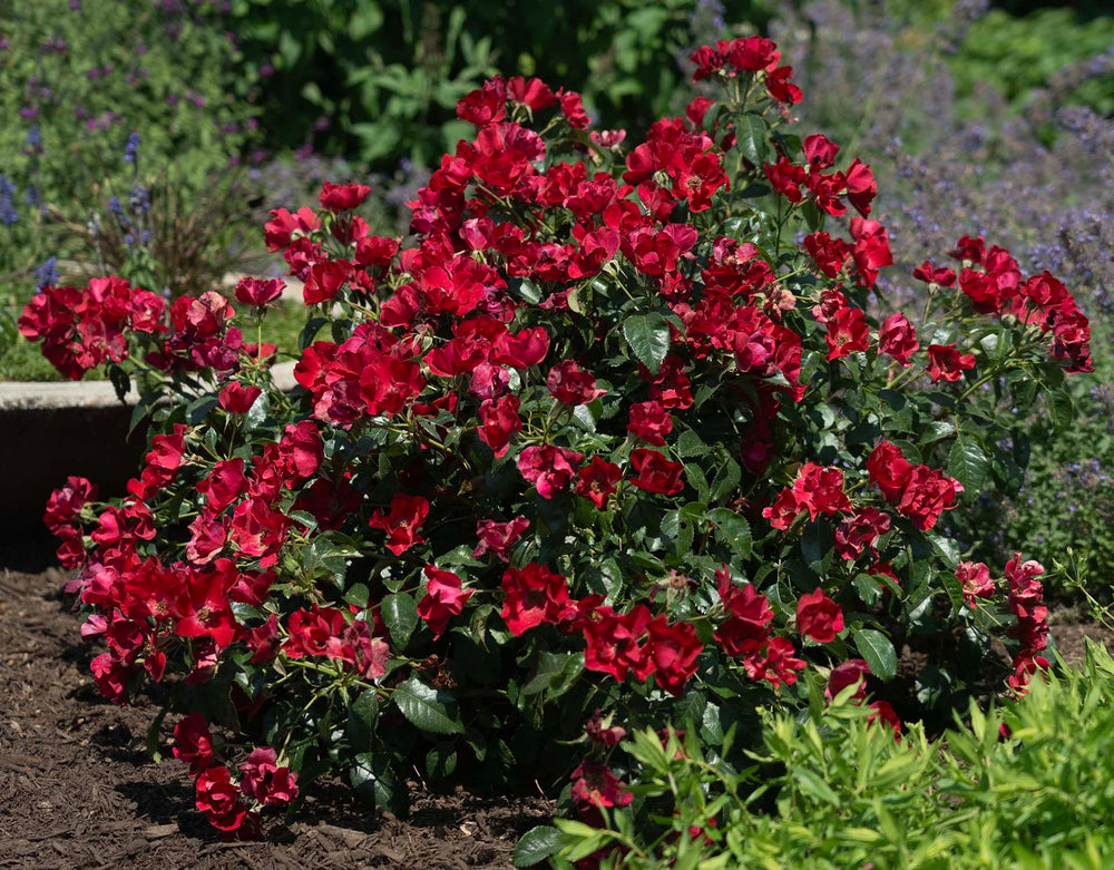 Scarlet Drift - Star Roses and Plants