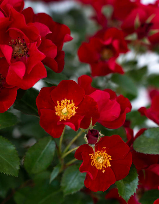 Scarlet Drift - Star Roses and Plants