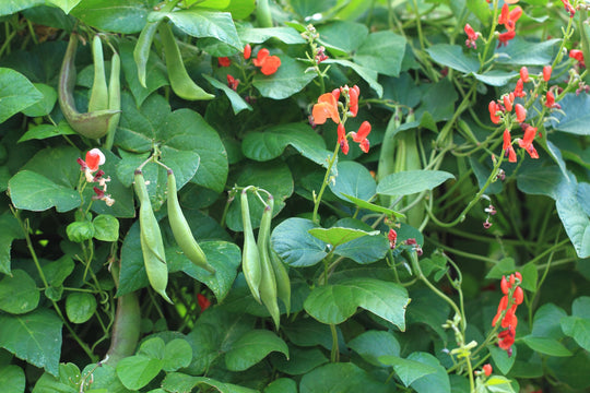 Scarlet Runner Bean - Northern Wildflowers