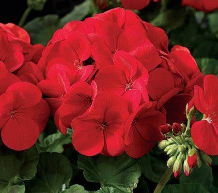 Geranium Maverick Scarlet - Pacific Northwest Seeds