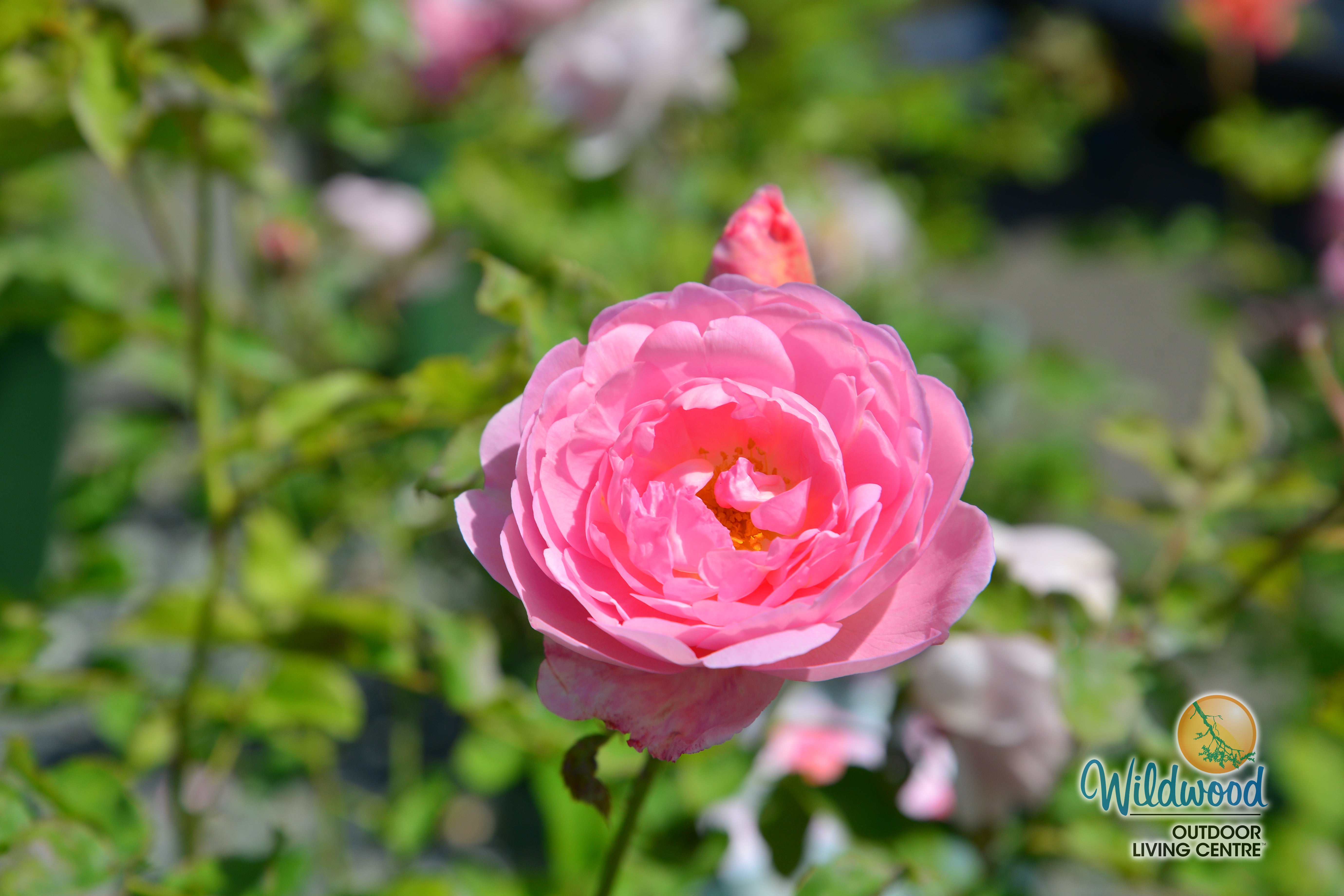 Scepter'd Isle | Shrub | David Austin Rose – Wildwood Outdoor Living