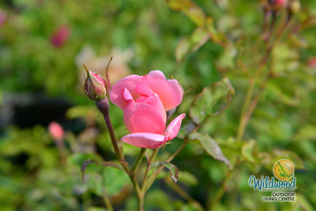 Scepter'd Isle - David Austin Rose