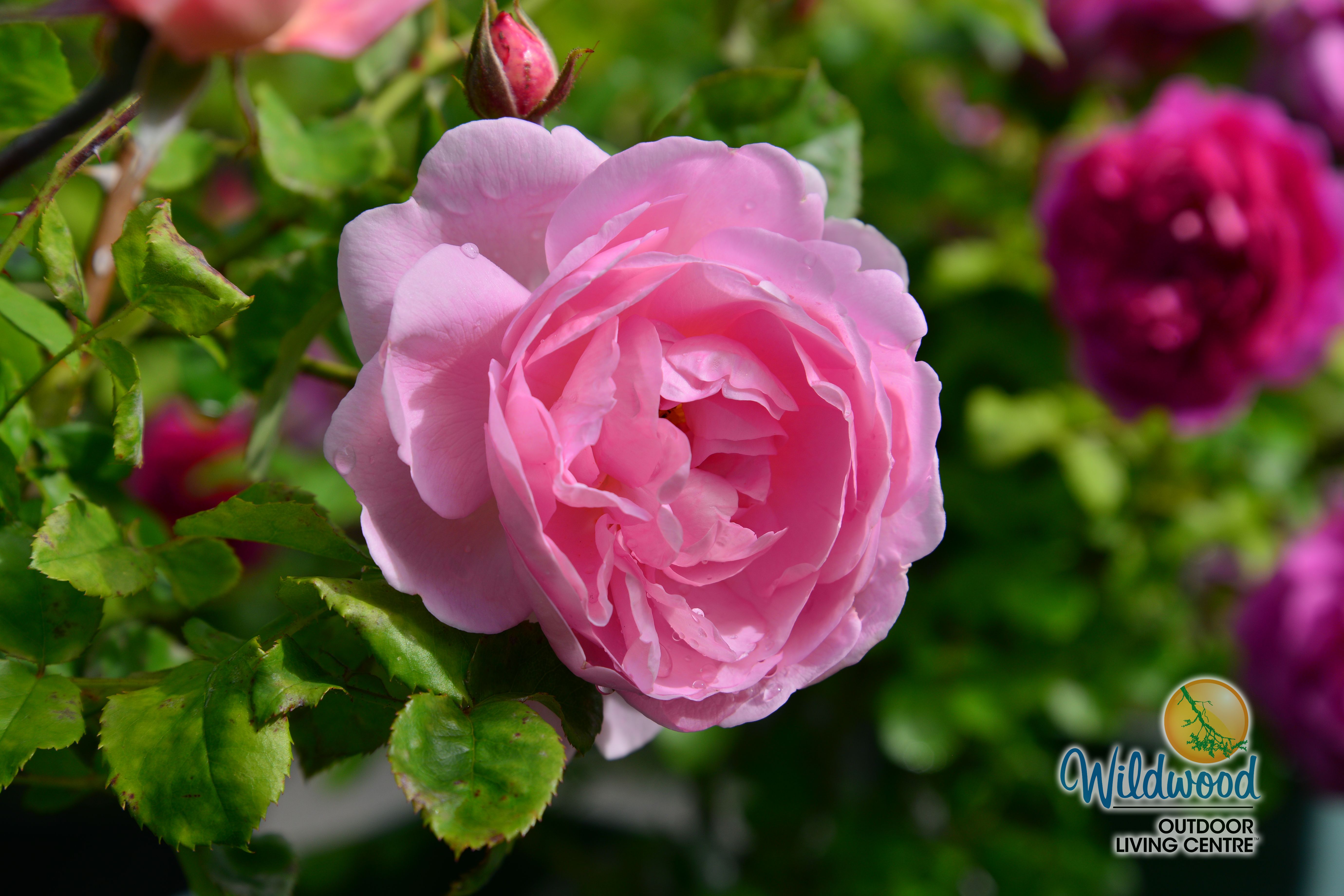 Scepter'd Isle | Shrub | David Austin Rose – Wildwood Outdoor Living