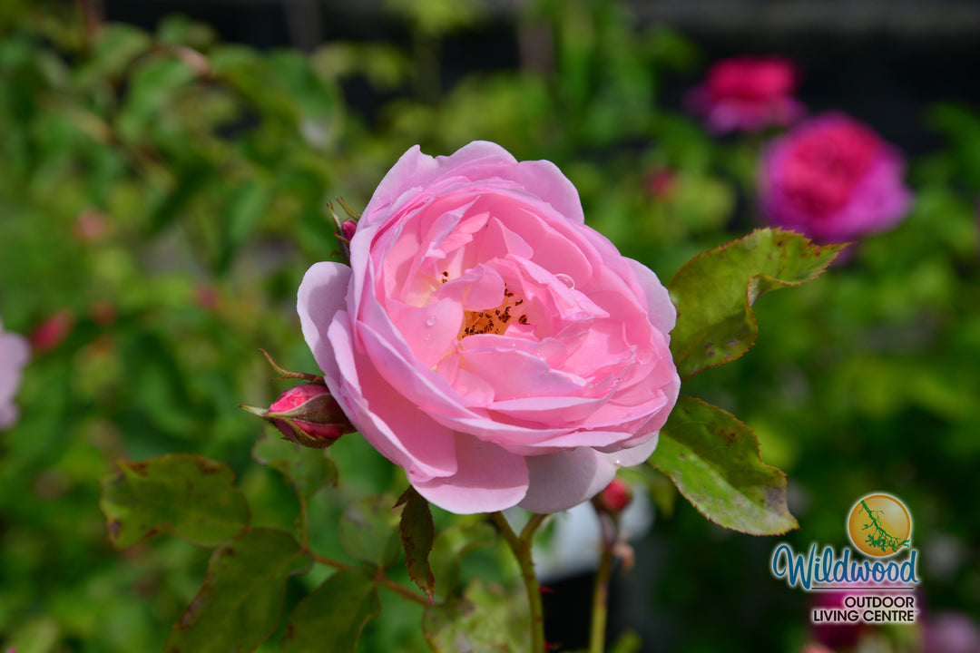 Scepter'd Isle - David Austin Rose