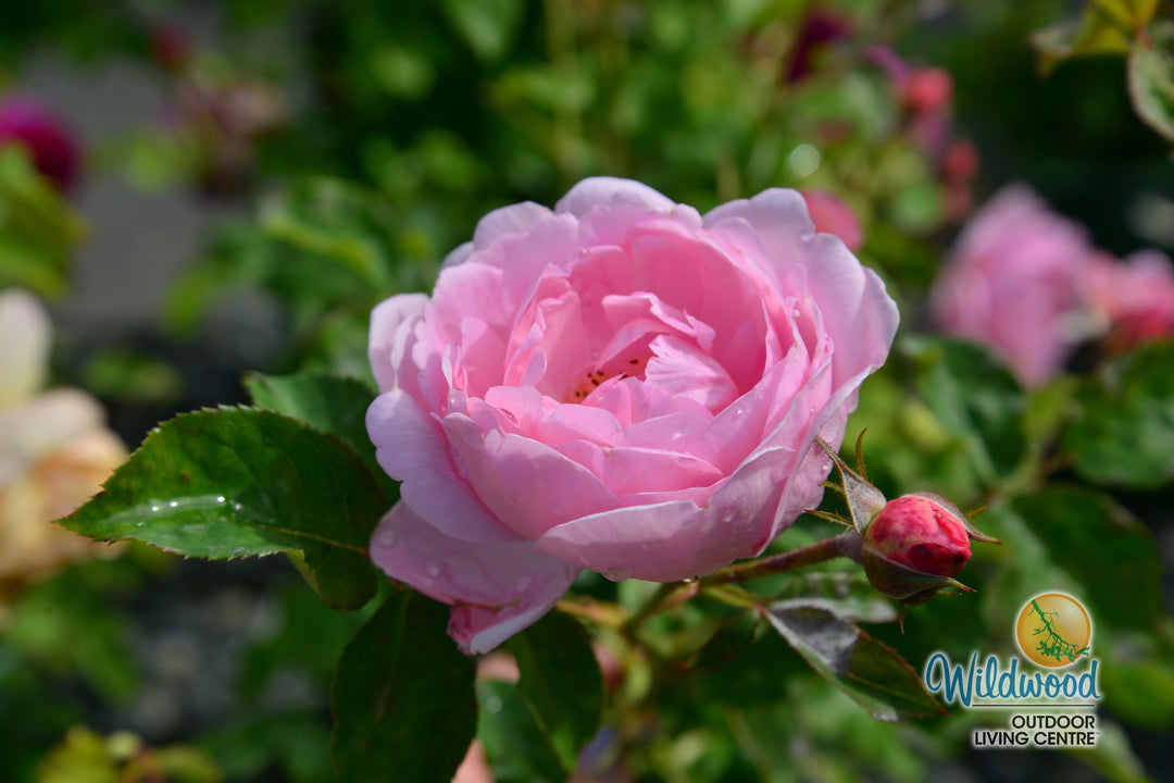 Scepter'd Isle - David Austin Rose