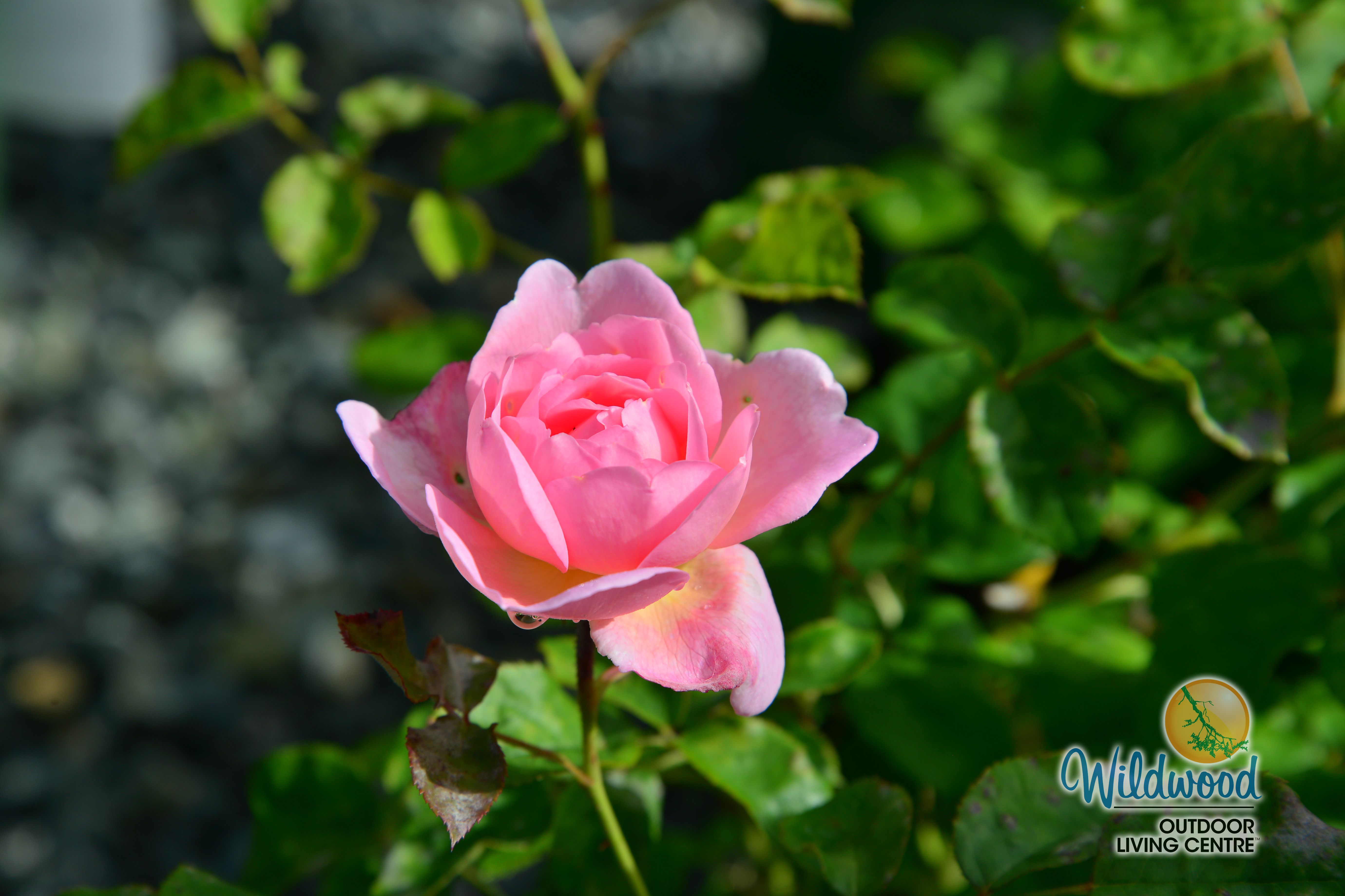 Scepter'd Isle | Shrub | David Austin Rose – Wildwood Outdoor Living
