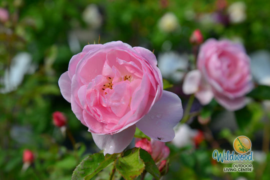 Scepter'd Isle - David Austin Rose