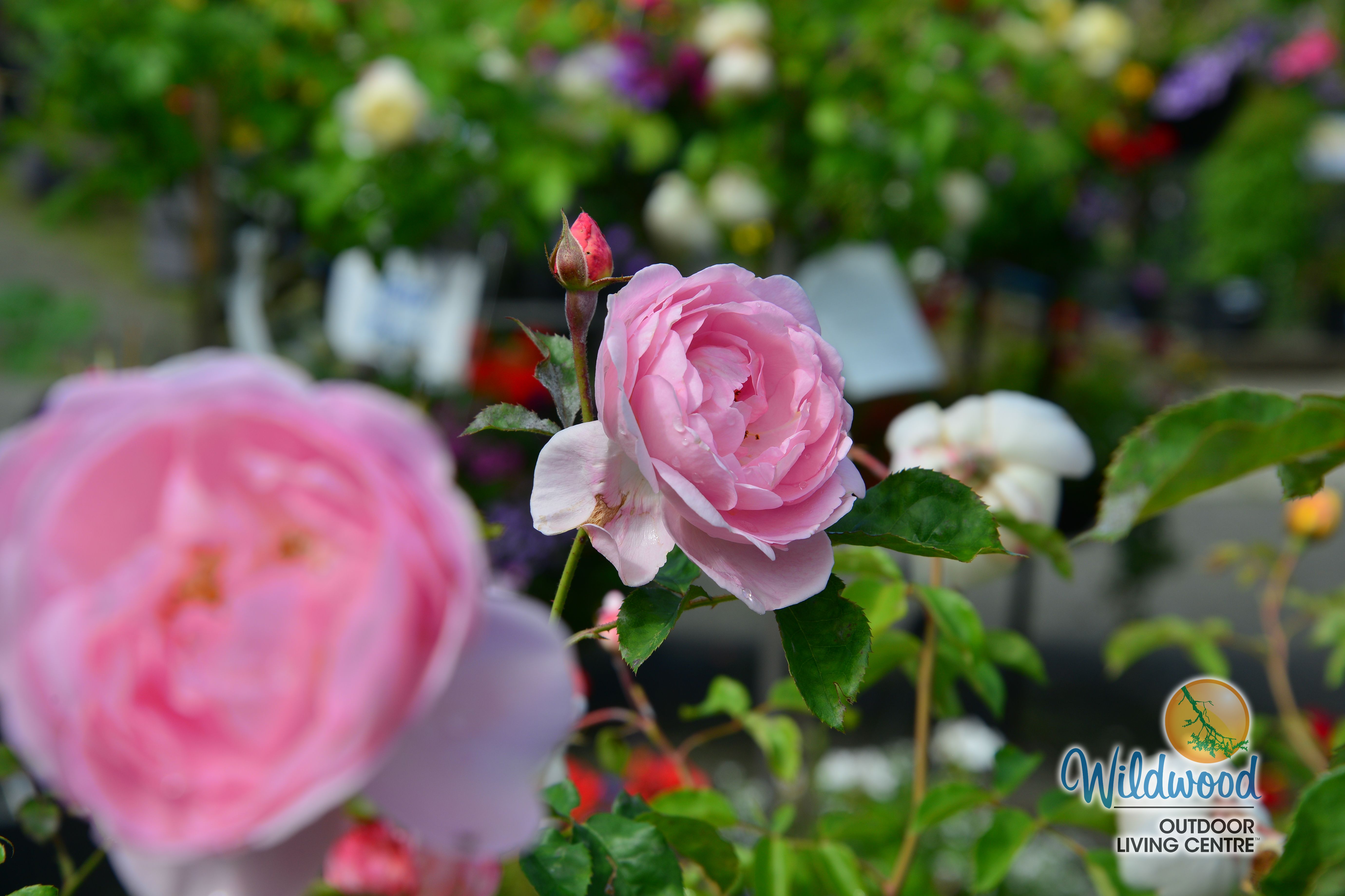Scepter'd Isle | Shrub | David Austin Rose – Wildwood Outdoor Living
