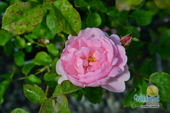 Scepter'd Isle - David Austin Rose