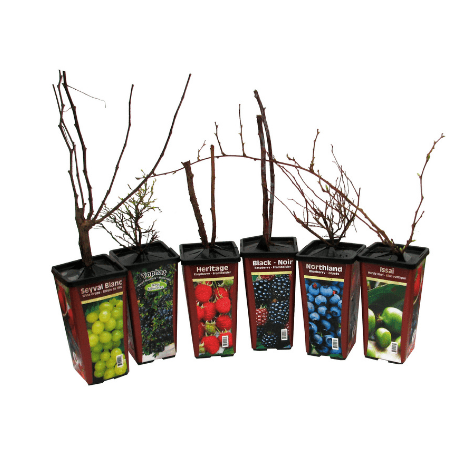 Raspberry - Nova, Everbearing